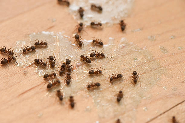 Best Best Pest Control Companies  in East Berlin, PA