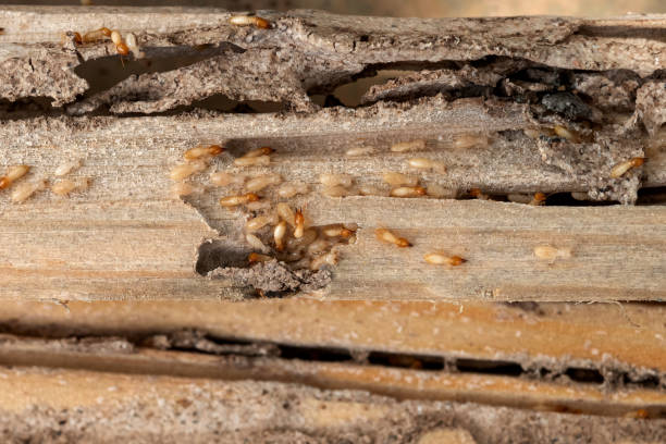 Best Pest Prevention Services  in East Berlin, PA